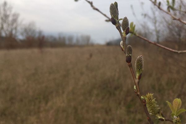 Avec des températures particulièrement douces en ce début d'année 2020, les bourgeons s'ouvrent déjà en février en Occitanie.