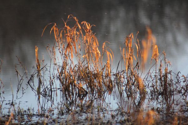 Reflets d'automne sur l'étang de la Forge - Martigné-Ferchaud - Ille-et-Vilaine