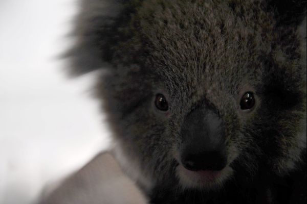 "Le koala est la grande victime de ces incendies en Australie: il ne se reproduit pas beaucoup et se déplace lentement, il n’a pas la possibilité de s’échapper. Et il y a des tas d’espèces de rongeurs, des oiseaux, des reptiles, dont on ne parle pas" explique Nicolas Géli, responsable zoologique au PAL, dans l'Allier. 