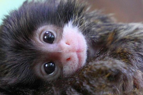 Montpellier - 2 bébés tamarins empereurs sont nés au zoo du Lunaret il y a un mois - mars 2017.