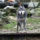 La préfecture autorise les tirs de défense simple après les attaques de loup dans les Vosges.