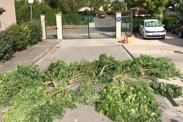 Les dix plants de cannabis trouvés dans le champ de tomates.