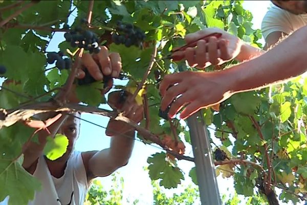 Récolte de raisin pinot noir. 