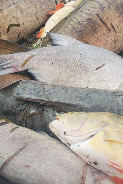 Plusieurs centaines de kilos de poissons morts trouvés dans le canal du Loing.