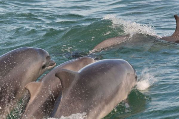 C'était le 5 octobre 2019, à Courseulles-sur-Mer, à trois kilomètres de la côte, pas plus