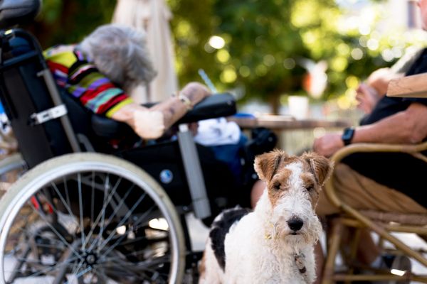 Les animaux de compagnie bientôt admis dans les EHPAD.