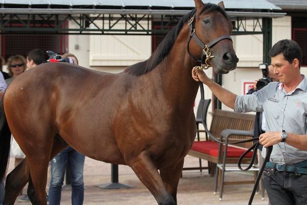 Elevé par l'Ecurie des Monceaux, ce poulain a été acquis, pour le compte de l'émir de Dubaï, par le courtier John Ferguson pour 2,6 millions d'euros. 