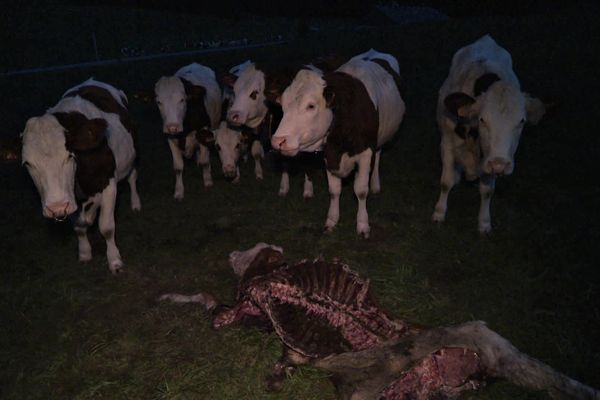 Un cadavre de vache, tuée par le loup, dans une parcelle de la commune de CHaux-Neuve, le 19 octobre 2022.