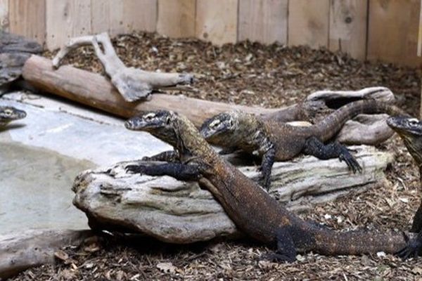 Des dragons de Komodo à la ferme aux crocodiles - Archives.