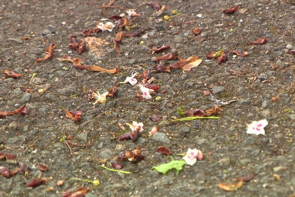 Les conditions climatiques (température, vent, pluie...) vont influencer la production des pollens ainsi que leur transport.