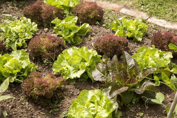 Voici ce qu'il faut faire au potager en juin.