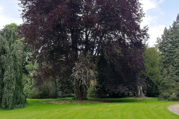 Hêtre pourpre, arbre remarquable, dans le Parc de la Pépinière à Nancy.