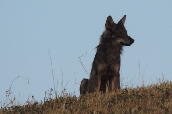 Le loup photographié à Brusque