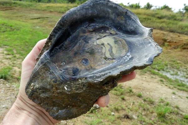 Un fossile d'huître géante, vieux de près de 130 000 ans : l'ude des multiplie découvert sur le chantier d'Arian 6 en Guyane.