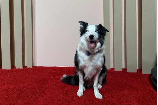 A Los Angeles, Messi, le Border Collie d'"Anatomie d'une chute" a remporté tous les suffrages aux Oscars !