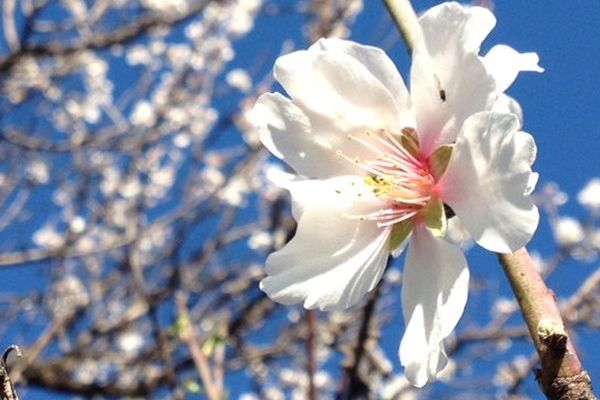 Amandiers en fleurs à Montpellier