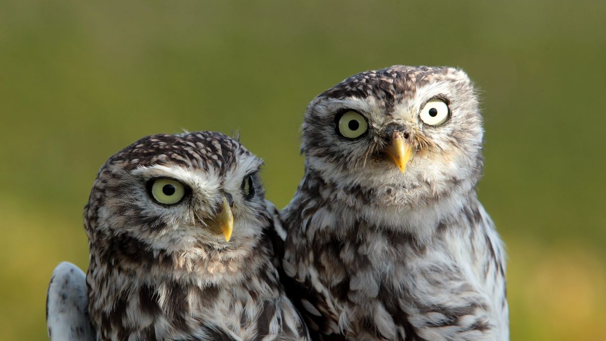 Nuit de la chouette (et du hibou) : 9 espèces à observer en  Bourgogne-Franche-Comté