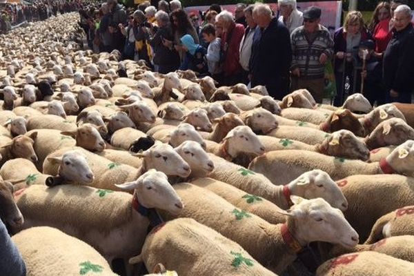 Les brebis, colorées par les initiales de leurs propriétaires, décorées de cloches et de pompons, ont pris la route des montagnes, en passant par le village gardois de l'Espérou - 12/06/2016 