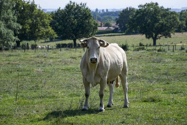 Une vache a chargé un couple d'agriculteurs, samedi 6 juillet 2019. Photo d'illustration