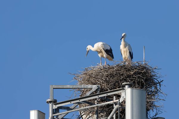 Les deux cigogneaux nés dans le nid de l'antenne relais de Villeneuve-de-la-Raho, pgotographiés le 25 juin 2023 par la Ligue de Protection des oiseaux des Pyrénées-Orientales.