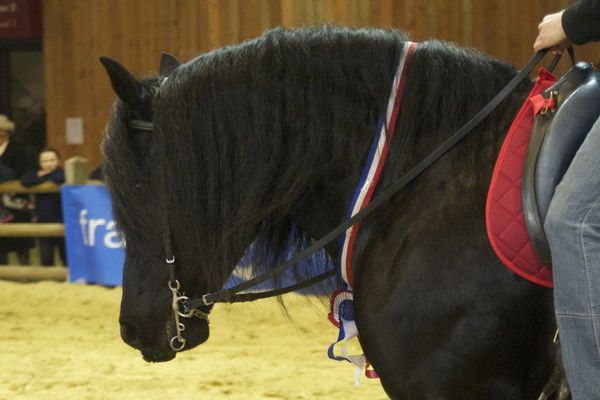 Le cheval Mérins est froid dans sa tête. Il est polyvalent. La lignée de Narcisse du Domaine de Sié.