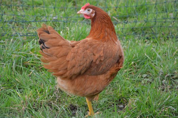 Trévoux (Ain) : la mairie offre des couples de poules pour réduire les déchets ménagers