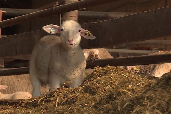 Matthieu Duplan est céréalier mais il élève également des brebis et des vaches pour se constituer un salaire