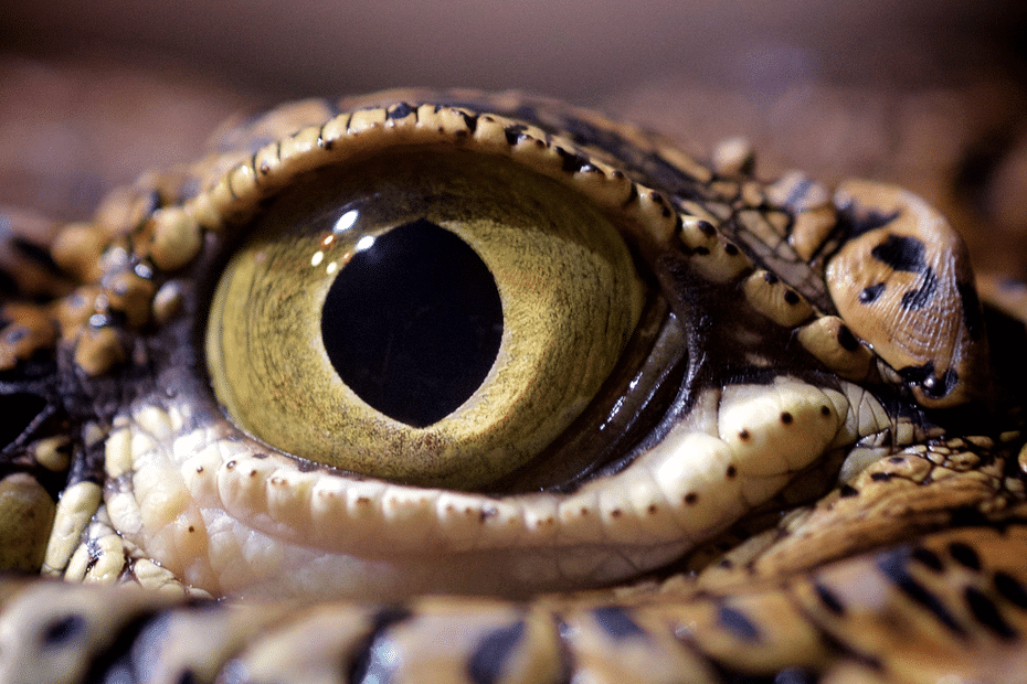 La tortue, un nouvel animal de compagnie sur qui on a tant de choses à  apprendre. - France Bleu