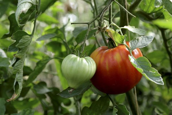 Le virus de la tomate a été détecté dans le Finistère. 