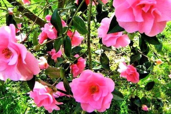 Des roses signées Dominique Loirat de La Roche Blanche en Loire Atlantique.