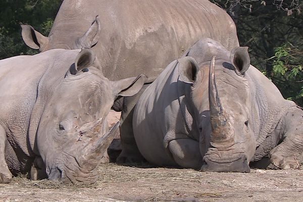 La zoo de Montpellier, dans l'Hérault, abrite près de 300 espèces.