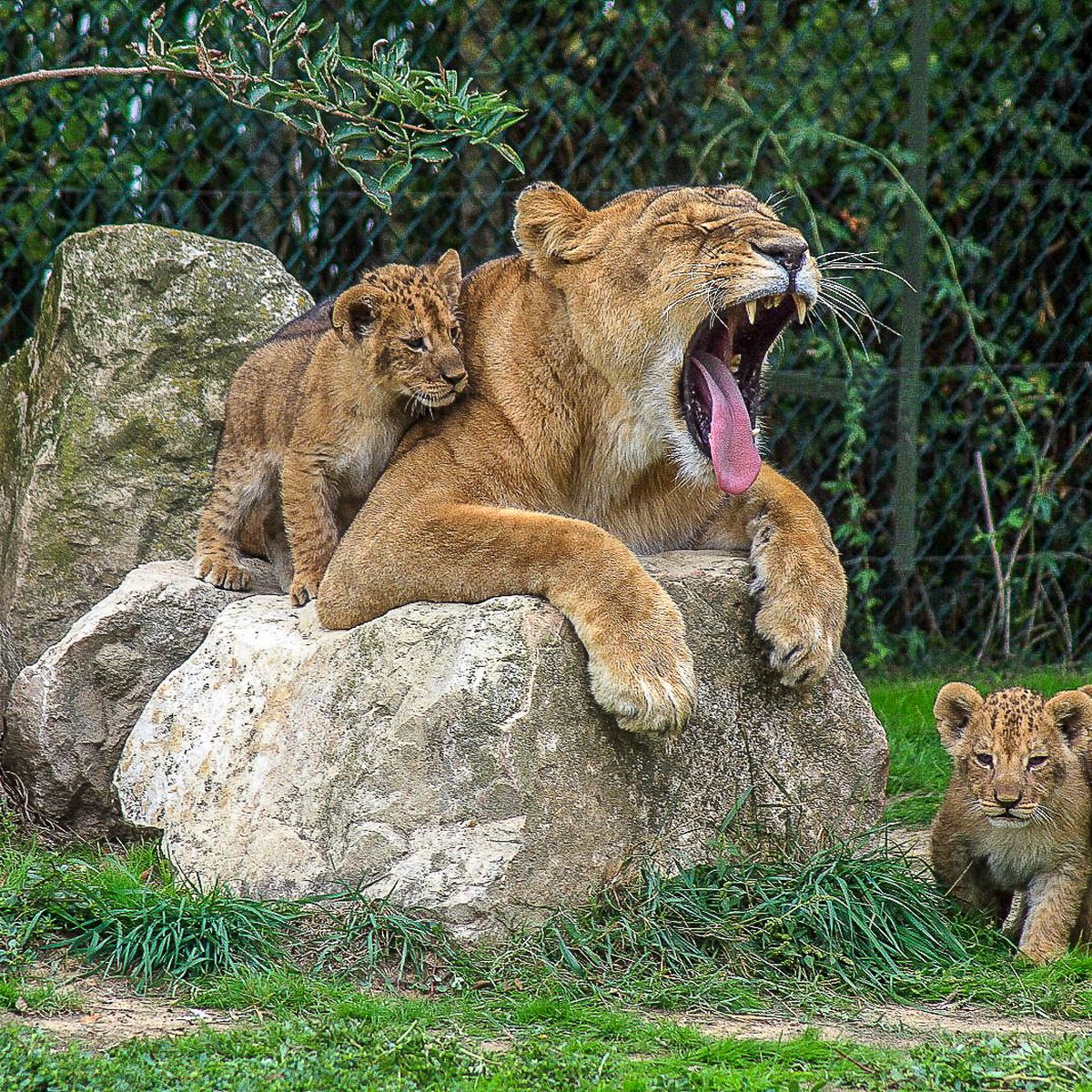 Toulouse Record De Naissances De Bebes Lions Au Zoo De Plaisance Du Touch