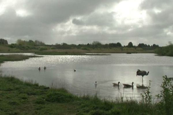 Le Parc du Marquenterre le paradis des oiseaux