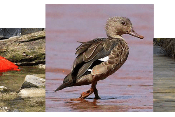 Six ibis rouges, une sarcelle de Bernier et une spatule rose se sont échappés de la volière de la citadelle de Besançon