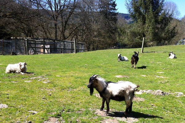 Le zoo du Bouy prés d'Ambert, dans le Puy-de-Dôme, ne va sans doute pas se relever de la mise en examen du propriétaire. Une centaine d'animaux devraient quitter le site pour d'autres structures d'accueil, avant d'être vendus.