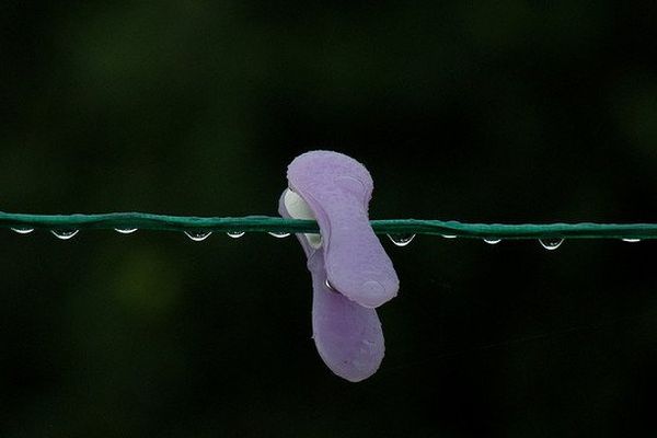 La pluie sèche sur le fil à linge...