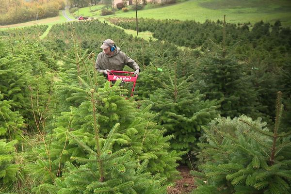 C'est l'effervescence dans cette pépinière de Charente-Maritime qui produit des sapins de Noël