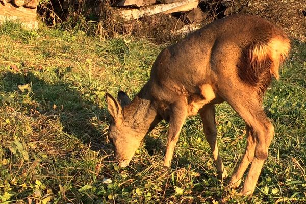 Jura Un Bebe Chevreuil Devient La Mascotte De Crotenay