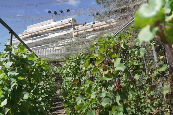 300 ceps de vigne au coeur de la Croix-Rousse. Une parcelle entretenue par la République des Canuts (septembre 2023)