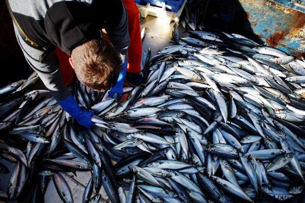 Pêche aux maquereaux - 31 juillet 2018 à Ouistreham - 