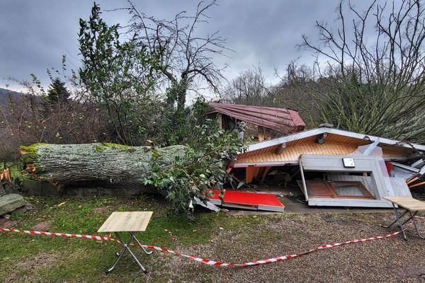 Un tilleul centenaire tombe sur le chalet d'un restaurant à Barr