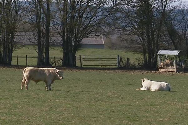 Le Charolais est labellisé depuis le printemps 2017 par une Indication Géographique Protégée