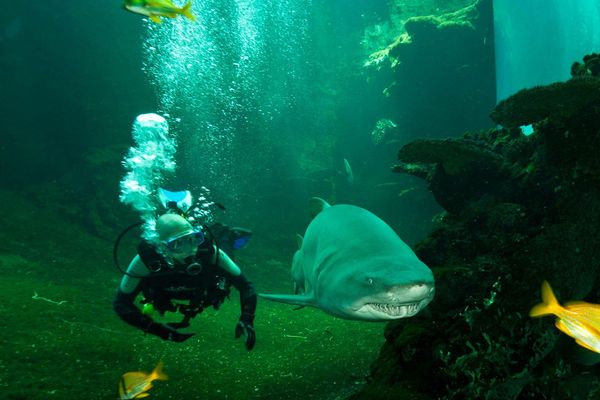 Mémère était la plus vieille pensionnaire de Nausicaa.