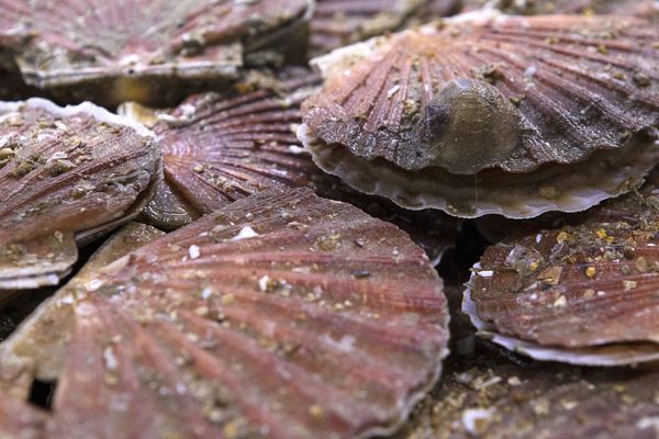 Des quotas strictes sont appliqués pour la pêche des coquilles Saint-Jacques