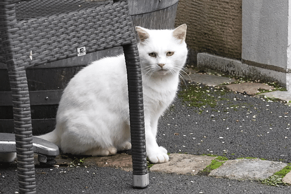 A Fontevraud l'Abbaye, des habitants se plaignent du nombre de chats errants.