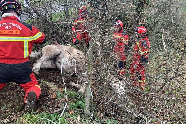 A Blanzat, près de Clermont-Ferrand, un cheval est tombé dans un ravin, nécessitant l'intervention des pompiers pour le sortir de ce mauvais pas.