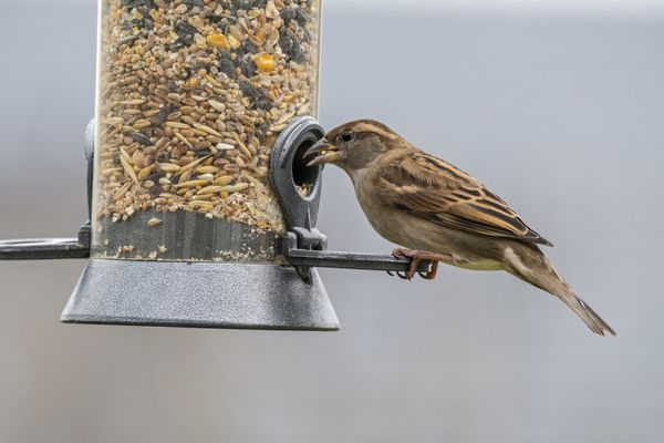 Avec la douceur qui s'installe, la LPO conseille de ralentir le nourrissage des oiseaux.