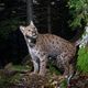 16 lynx sont décédés après des collisions routières cette année