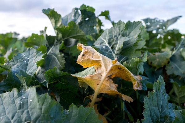 la filière sucrière doit lutter contre la prolifération de pucerons provoquant la jaunisse de la betterave.