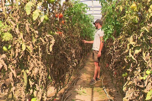 Des plants de tomate ravagés par la cladosporiose dans la Bresse (22 août 2023)